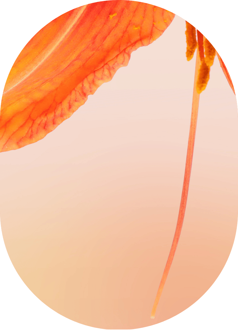 1:1 Online Hypnose Longevity Ängste überwinden: Blume