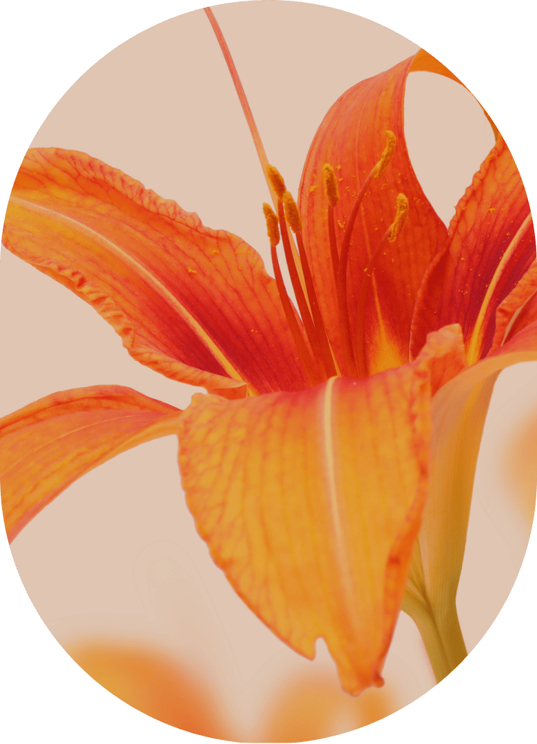 1:1 Online Hypnose Longevity Rauchfrei werden: Blume