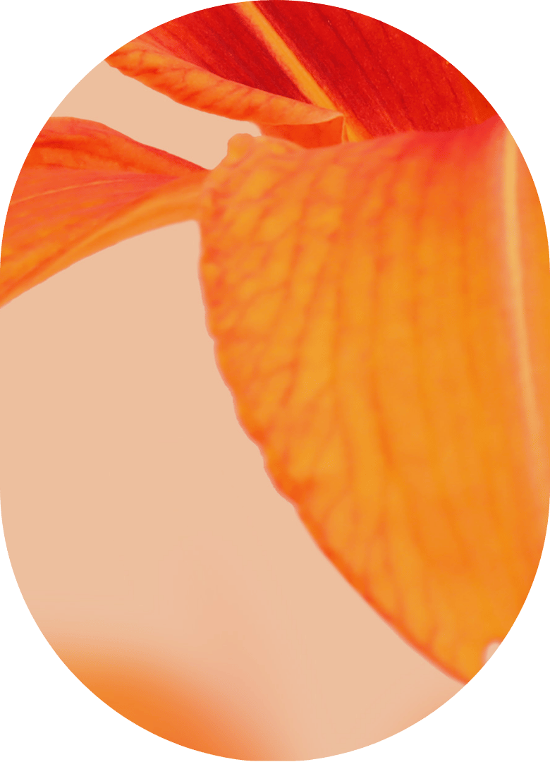 1:1 Online Hypnose Longevity Schlaf verbessern: Blume